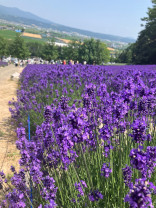 富良野のラベンダー畑