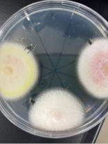 資源生物科学基盤実験実習