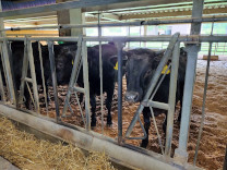 牧場実習で出会った牛さん