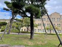 法学部棟の前にある大きな木