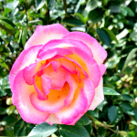 プロフィール写真