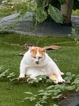 大学構内にいる猫