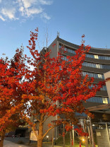 昨年秋のキャンパス内