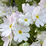 プロフィール写真