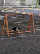 大学構内の猫
