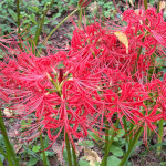 プロフィール写真