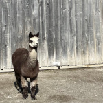 プロフィール写真