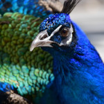 プロフィール写真