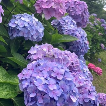 プロフィール写真