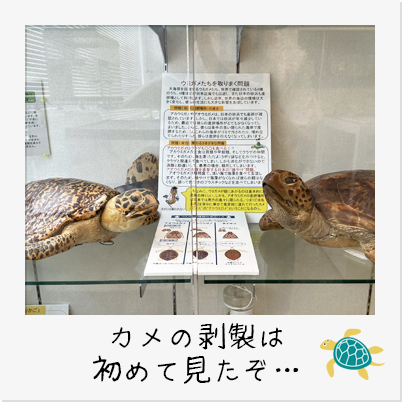 ウミガメ