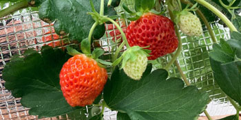 植物工学研究室